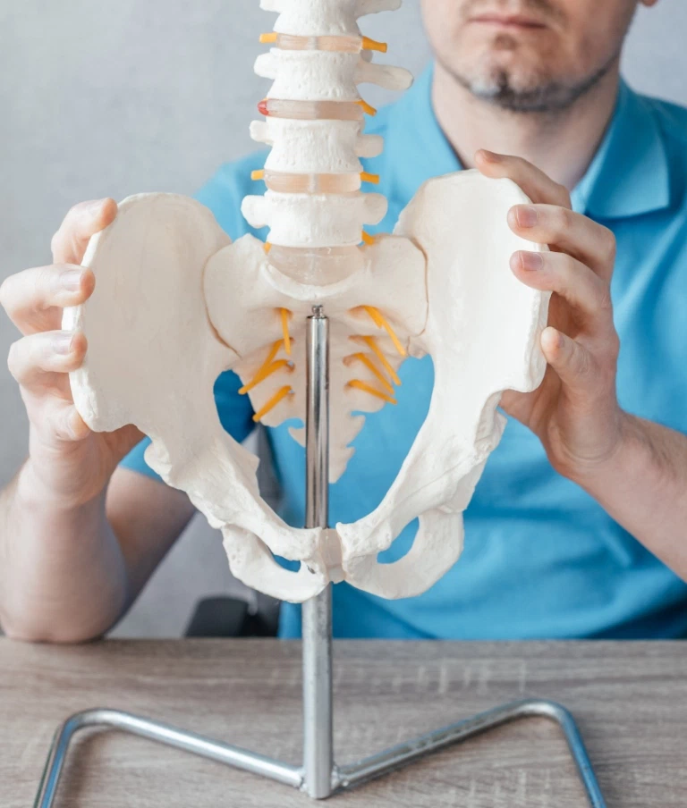 Anatomia miednicy i stawu biodrowego